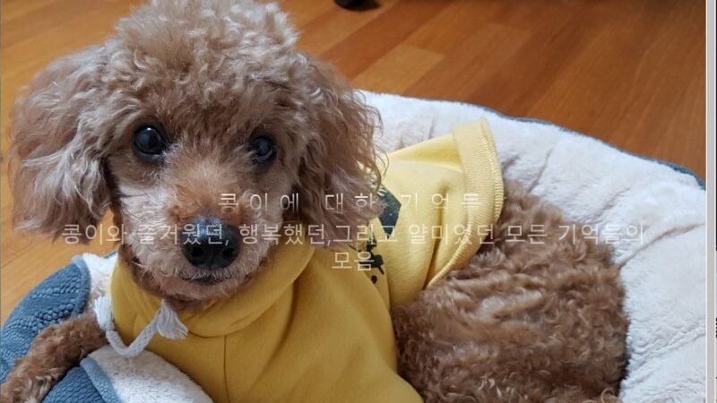 Firebase 배우기 49 – 파이어 베이스를 이용해 반려견과의 추억 앨범 만들기